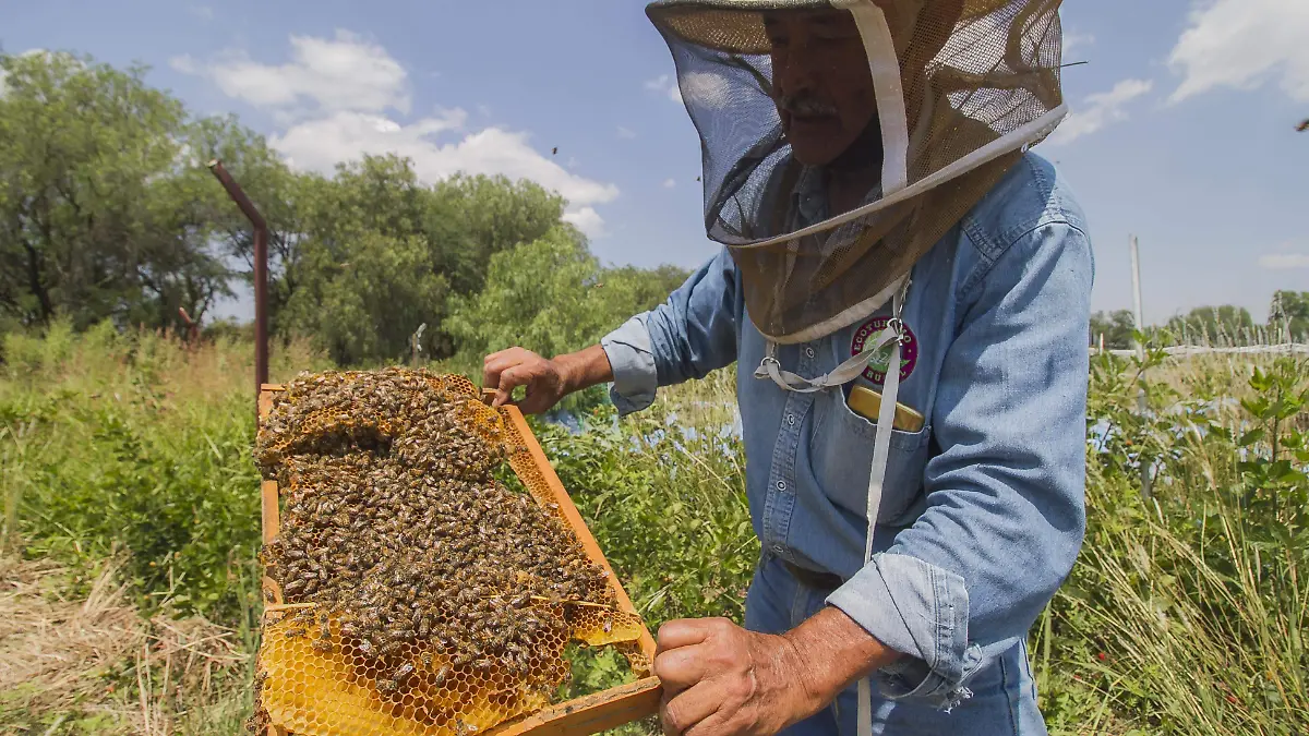 Piden no molestar los enjambres de abejas.  Luis Luevanos  El Sol de San Juan del R_o.